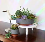 The HC Companies 8 Inch Round Plastic Succulent Capri Bowl 8"x8"x3" in Faux - Image 5