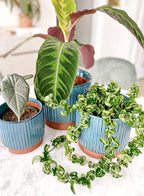 LE TAUCI Ceramic Pots for Plants, 8+6.7+5.5 Inch Plant Pots Indoor, Flower Pot - Image 8