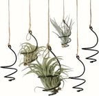 6 pcs set Hanging Air Plant Holder Air Plant Hanger by Nwsrayu