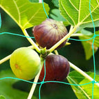 Pack of 2 Cucumber Tomato Trellis Netting, Heavy Duty Garden Netting - Image 4