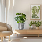 Ceramic Pots for Plants - Image 7
