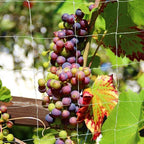 Tcamp Heavy-Duty Polyester Plant Trellis Netting 5 x 15ft - Image 8