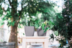 GARDENIX DECOR 5" Self Watering pots - Image 6