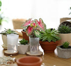 LemonRoad 20 Pack 2" and 2.5" Small Self Watering Pots - Image 6