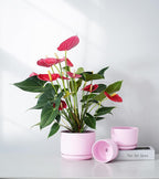 Ton Sin Pink Flower Pots, Ceramic Planter Pot - Image 5
