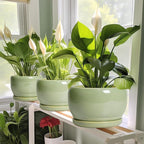 SQOWL Ceramic Pot for Plants - Image 5