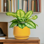 G EPGardening Ceramic Plant Pot - Image 6
