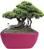 Vencer 10.8 Inch Plastic Square Self Watering Planter, Water Indicator - Image 4