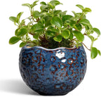 Ceramic Pots for Plants by Thirtypot