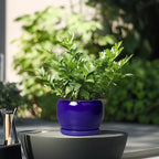 SQOWL Ceramic Planters for Indoor Plants - Image 4