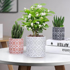 Plant Pots, Set of Indoor Plant pots, Plastic Planter - Image 4