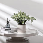 5.8 Inch Plant Pot: Ceramic Planter - Image 4