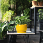 SQOWL Ceramic Plant Pot - Image 5