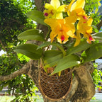 Handmade 100% Thai Bamboo 6 Inch Signature Super Sanctuary SIAM Orchid Hanging - Image 5
