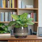 G EPGardening 7 Inch Ceramic Pots - Image 8
