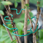 Monstera Plant Stem Support - Image 7