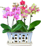 W&W Orchid Pot with Holes and Saucer - Image 7