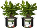 2-Pack 30 Gallon Plant Grow Bags, Thickened Nonwoven Fabric Pots by FVOTNW