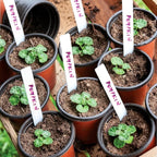 Plant Nursery Pot/Pots 100 Pcs 6" Plastic Small Plants Pots Flower Pots Seed - Image 8