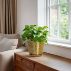 5.6 Inch Plant Pot - Image 5