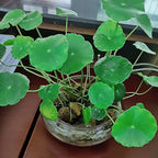Glass Lotus Bowl Planter, 8 in Lotus Flower Bowl, Lotus Bowls - Image 7