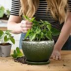 6 Inch Plant Pot - Image 7