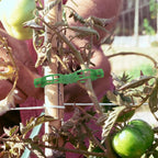 OJYUDD 300 Pcs Plant Support Clips, Plastic Tomato Clips, Plant Support Clips - Image 6