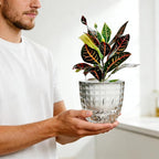 6 Pack 4 inch Self Watering Pots Planters - Image 9