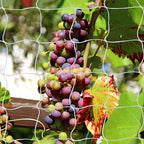 Tcamp Heavy-Duty Polyester Plant Trellis Netting 5 x 30ft - Image 6