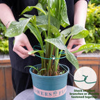 5PCS Monstera Plant Stem Support 7.3*6.25IN Adjustable Holder - Image 4