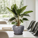 Ceramic Planter - Image 8