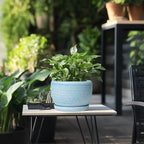 SQOWL Ceramic Planter - Image 5