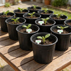 72-Pack 2/2.5/3 Gallon Flexible Plastic Plant Pots, Thickened Soft Seed - Image 9