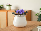 Self Watering Plant Pot, 6 Inch African Violet Pots Maintenance, Ceramic - Image 7
