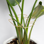 Monstera Stem Support by Yohsnor
