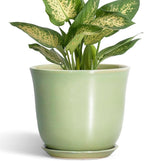 5.6 Inch Plant Pot by SUNPOTFOR
