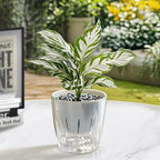 Self Watering Planters - Image 8