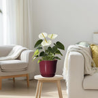 Ceramic Pots for Plants - Image 7