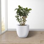 Kante 14 Inch Dia Round Concrete Planter, Indoor Outdoor Large Plant Pot - Image 10