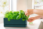 D'vine Dev 12 Inch Window Box Planter, Rectangle Plastic Herb Planter - Image 5