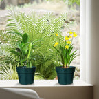 50 Pack 6 Inch Nursery Pots, Planting Grow Plastic Flower Pots, Thick Planters - Image 6