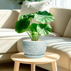 SQOWL Ceramic Planters for Indoor Plants - Image 2