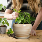6 Inch Plant Pot Ceramic - Image 4
