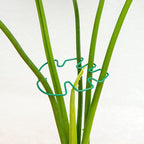Monstera Plant Stem Support by Yohsnor