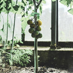 12 Inch Plant Support Stakes, - Image 4