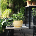 SQOWL Ceramic Flower Pots - Image 5
