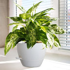 10/9/8 inch Medium Self Watering Pots, Plant Pots - Image 6