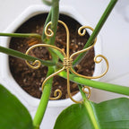 5PCS Monstera Plant Support System 4.1IN by Yohsnor