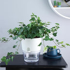 6 Inch Self Watering Plastic Plant Pots - Image 5