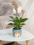 New Home Gift Ideas: New Home Apartment Plant Gift - Image 3
